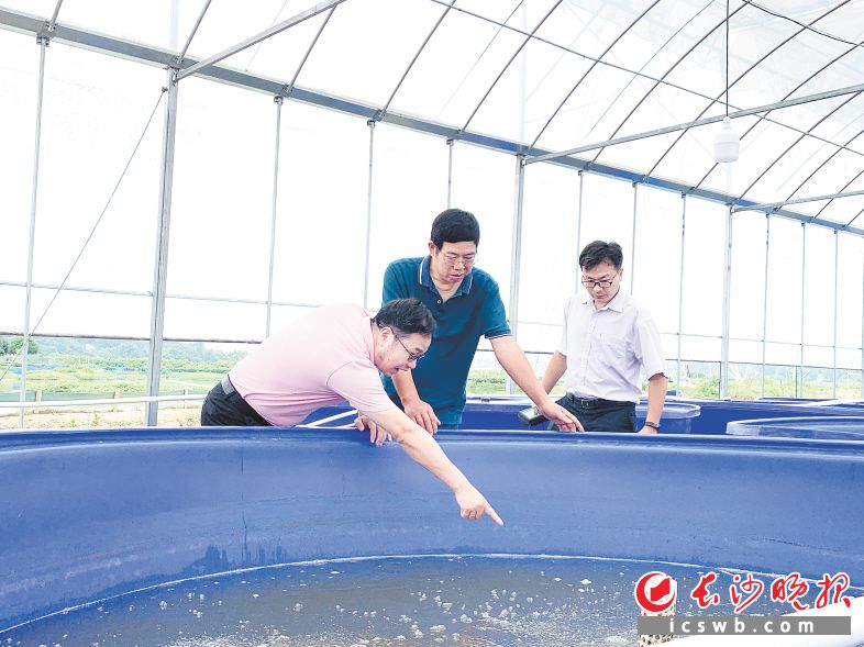 　　湖南省水产科学研究专家在望联农业指导小龙虾养殖。胡倩兰 供图