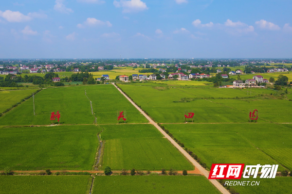 秋日阳光里，田间稻谷加速成熟。.jpg