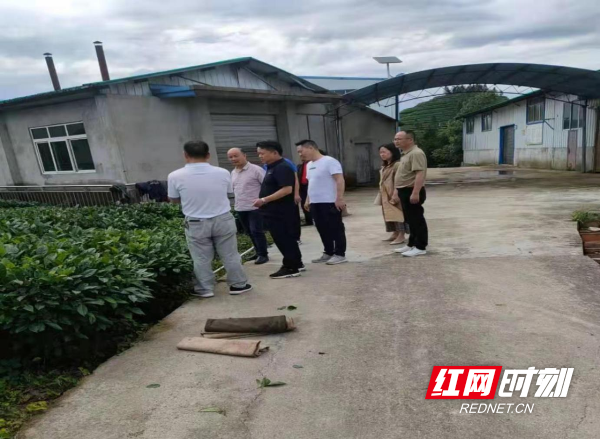 考察学习会同县宝田茶厂茶园基地及加工生产线.png