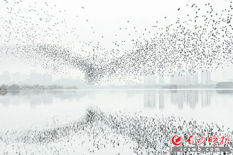 　　《长沙西湖的惊鸟群》 苏小朋 摄