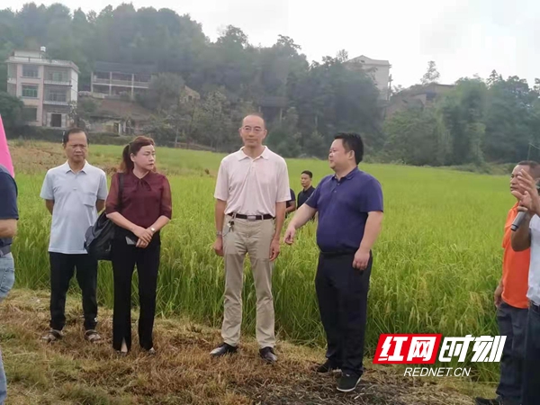 湖南省新型实用杂交水稻全程机械化制种技术观摩会在武冈举行