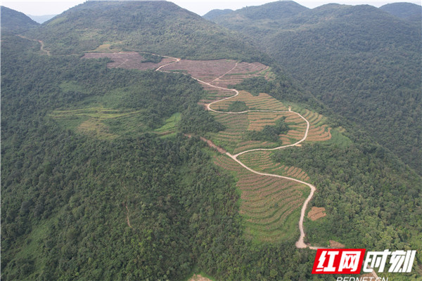 油茶基地 (2).jpg