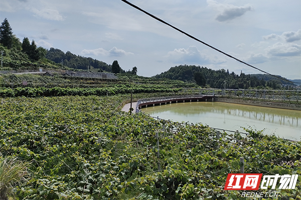 牢记殷殷嘱托丨菖蒲塘村：科技兴村日子清甜