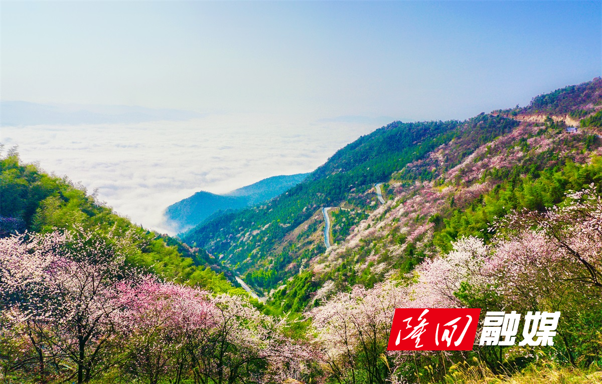 《花开盛世》李金倪2018年摄于大东山。15973279976.jpg