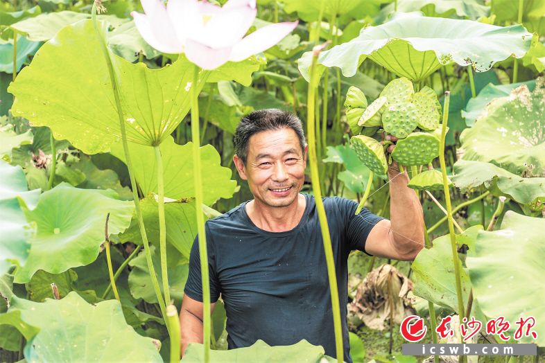 　　在流沙河镇合兴村荷花基地，负责人陈认清开心地采摘莲蓬。