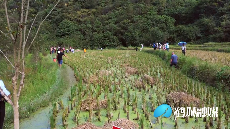 鹤城区农业农村局扎实推进种质资源（半成品）.mp4_20210924_190605.441_副本.jpg