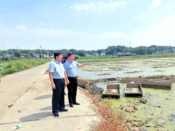 湘潭市税务局党委委员、纪检组长陈小伟在响水乡朝龙村太空藕养殖基地走访调研.jpg