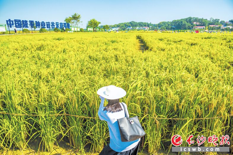 　　长沙县路口镇隆平稻作公园里，“巨型稻”长势良好，它们的“平均身高”超过了1.8米。长沙晚报全媒体记者 陈飞 摄