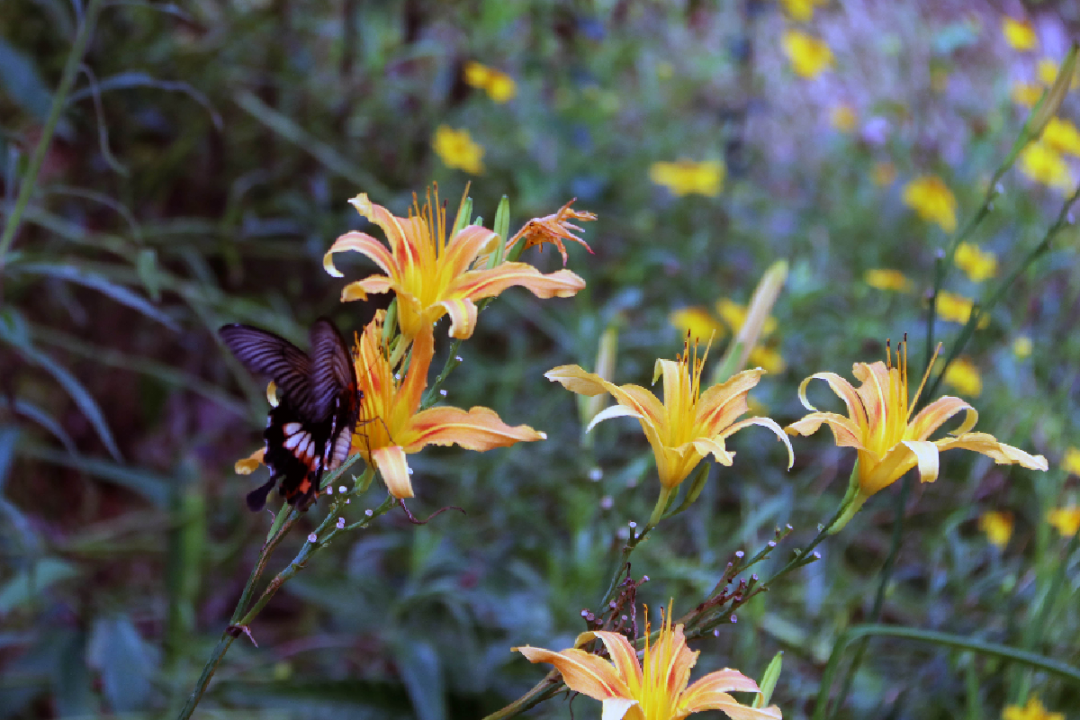 2e8a1e7b-be4c-4912-b1c0-1c1cab6f06b3.png 2e8a1e7b-be4c-4912-b1c0-1c1cab6f06b3.png