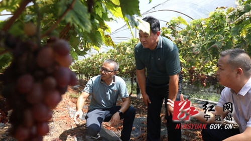 宁远：“三变”改革强动力  乡村振兴有保障02_副本500.jpg