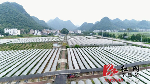 宁远：“三变”改革强动力  乡村振兴有保障03_副本500.jpg