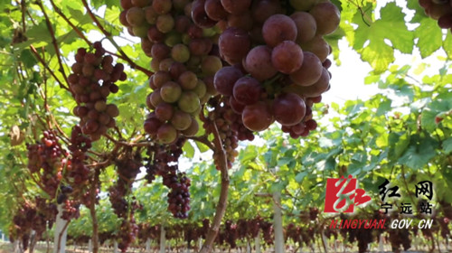 宁远：“三变”改革强动力  乡村振兴有保障_副本500.jpg