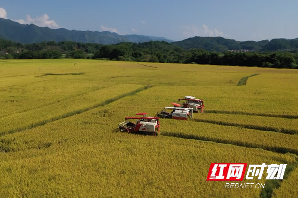 江华瑶珍大米：水源地种植有机米
