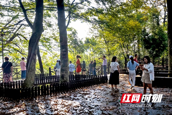 04aa_DSC0781“爱家乡 游邵阳”，走进花瑶游活动人员走进虎形山崇木氹花瑶村古树林。.jpg