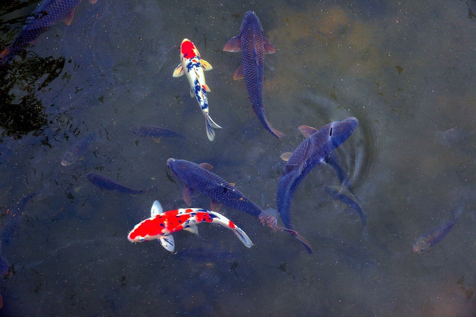 fish-3332062_960_720.jpg