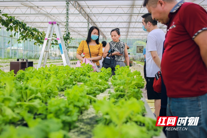 蓝山:智慧农业 产业升级 (1).jpg