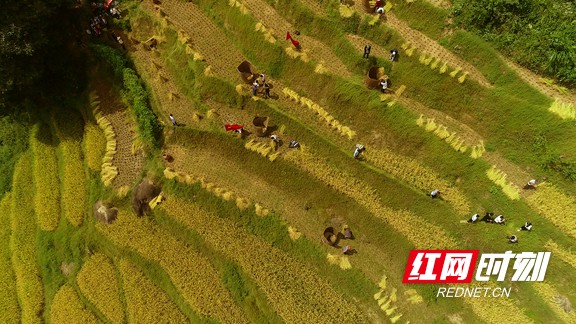 湖南浏阳张坊镇湖洋梯田进入丰收季,梯田依山蜿蜒开垦,错落有致,绵延不绝,近200亩水稻布满了山中的每一条沟壑。此时,“玉针香”稻穗已经泛黄,翻涌起金色的稻浪,美不胜收.marked.jpg 湖南浏阳张坊镇湖洋梯田进入丰收季,梯田依山蜿蜒开垦,错落有致,绵延不绝,近200亩水稻布满了山中的每一条沟壑。此时,“玉针香”稻穗已经泛黄,翻涌起金色的稻浪,美不胜收.marked.jpg