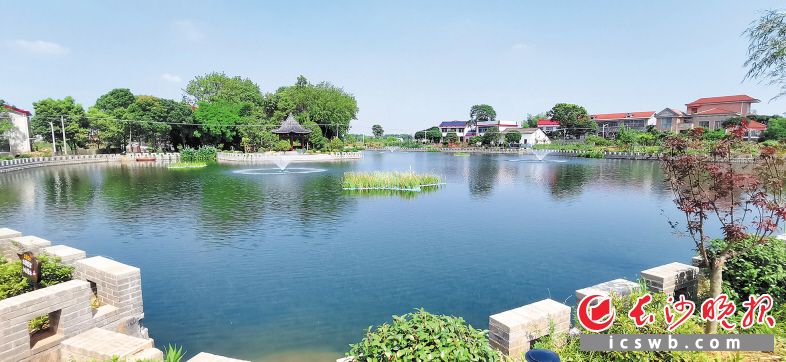 大量水草成品投放在村民公园里，小湖喷泉盛放，干净如镜。
