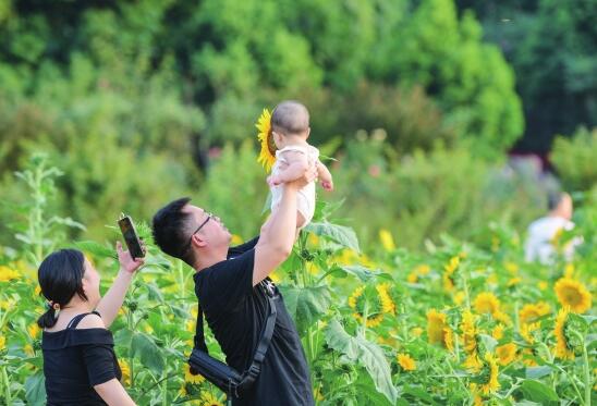 湖南省植物园展出10万余株向日葵，品种丰富