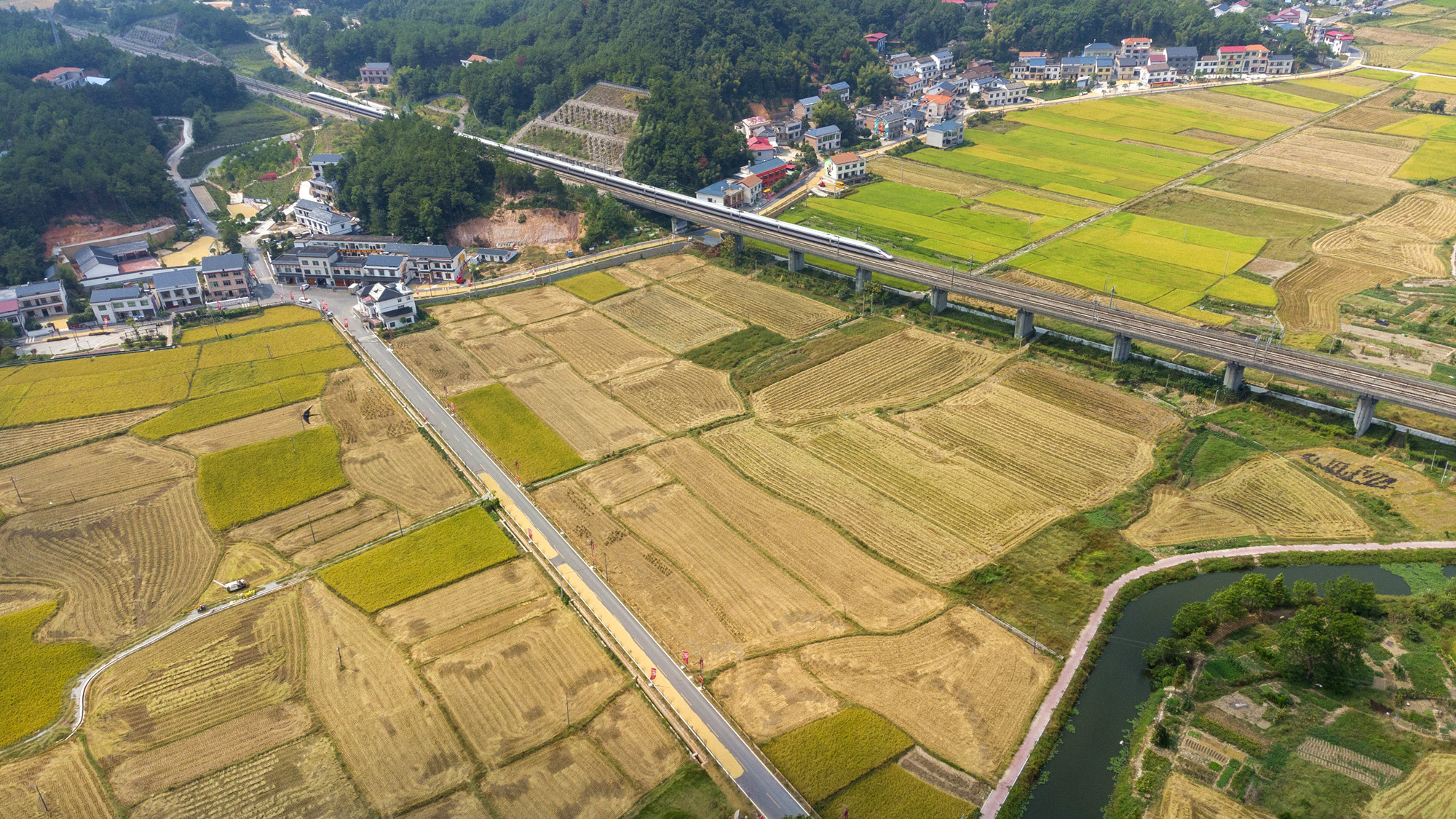 南岳3000余亩有机稻喜获丰收 (7).jpg