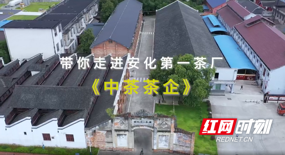 视频丨红网记者带你走进中茶湖南安化第一茶厂