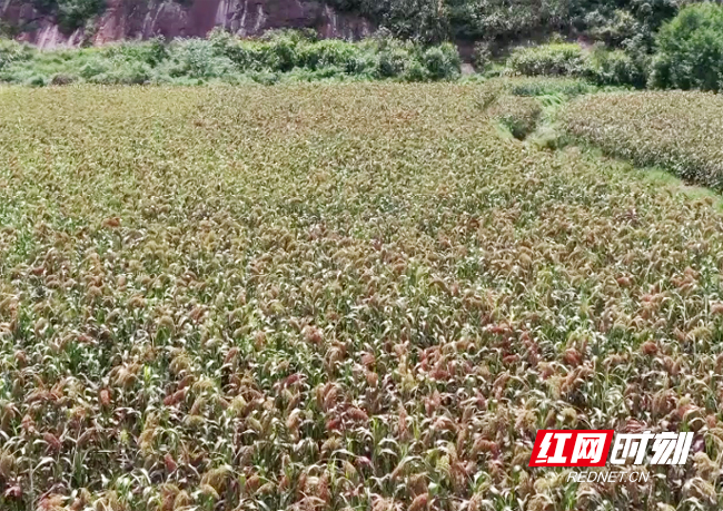 高粱种植基地.jpg