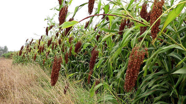 了枝头,四台收割机轰隆隆作响夹杂着吆喝声,200亩高粱地迎来了大丰收