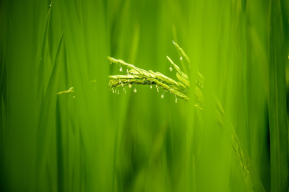 rice-flowers-4180212_960_720.jpg