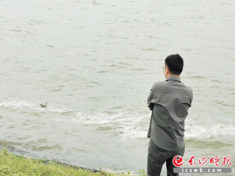 志愿者将池鹭放归湘江。 均为受访者供图