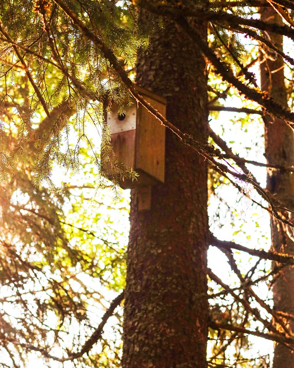 bird-house-6685648_960_720.jpg bird-house-6685648_960_720.jpg