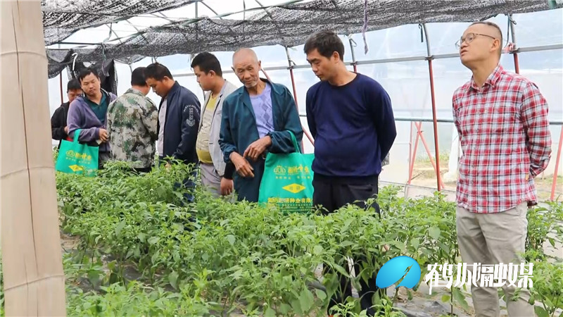 鹤城区：举办蔬菜瓜果现场观摩会 提升农户种植管理水平.mp4_20211009_182218.866_副本.jpg