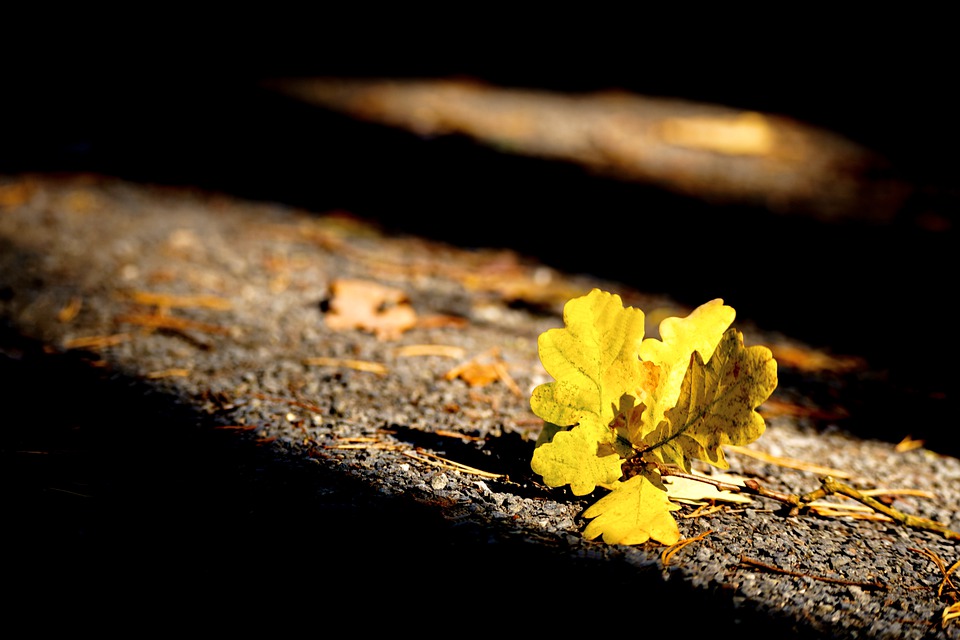 leaves-6665366_960_720.jpg leaves-6665366_960_720.jpg