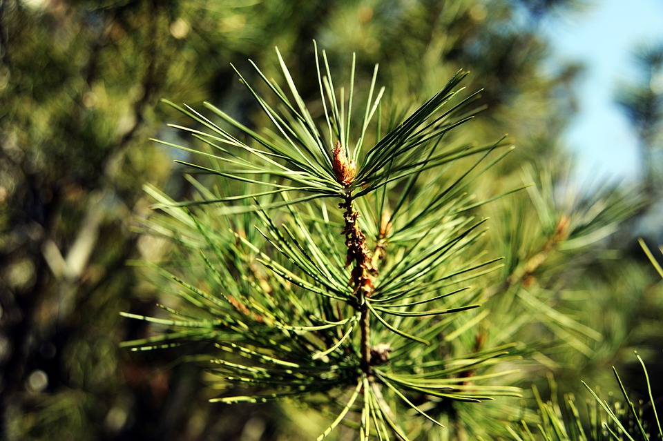 masson-4943117_960_720.jpg masson-4943117_960_720.jpg