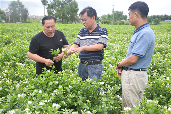 im电竞湖南潇湘茶业有限公司杨开新荣获“花茶制茶大师”称号(图2)