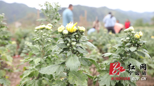 【乡村振兴】宁远：荒山长满“黄金菊”   乡村振兴再发力02_副本500.jpg