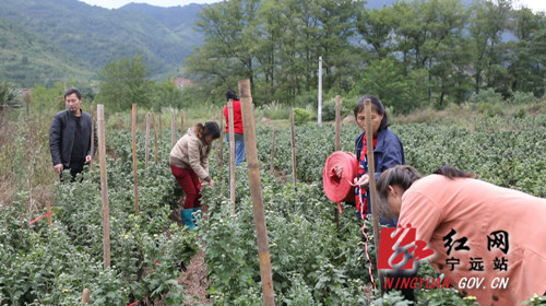 【乡村振兴】宁远：荒山长满“黄金菊”   乡村振兴再发力_副本500.jpg