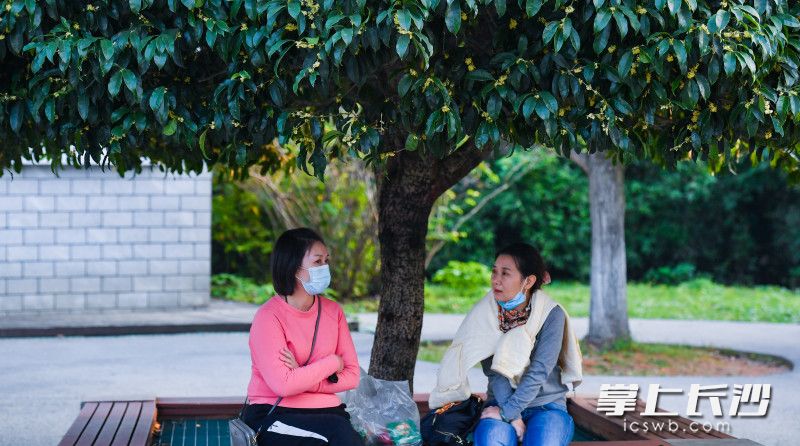 两位市民坐在桂花树下聊天。