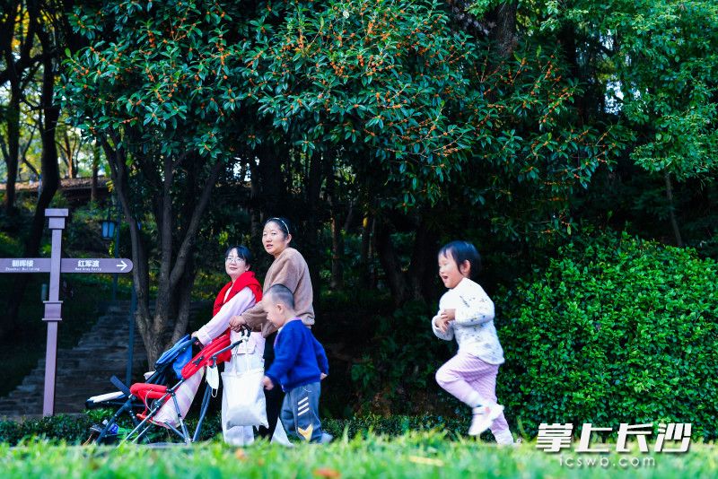 两位家长带着小孩漫步在桂花树下。