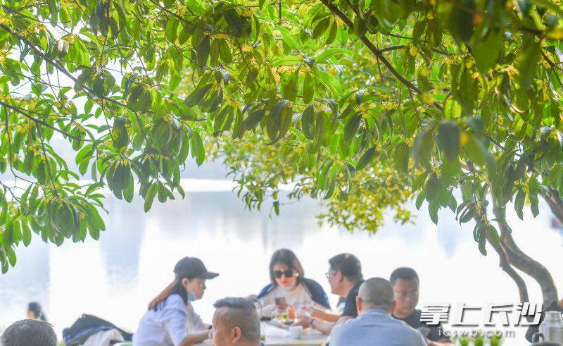 年嘉湖畔，市民们坐在桂花树下，喝着茶，晒着暖阳，感受美好时光。图片均为长沙晚报全媒体记者 邹麟 摄