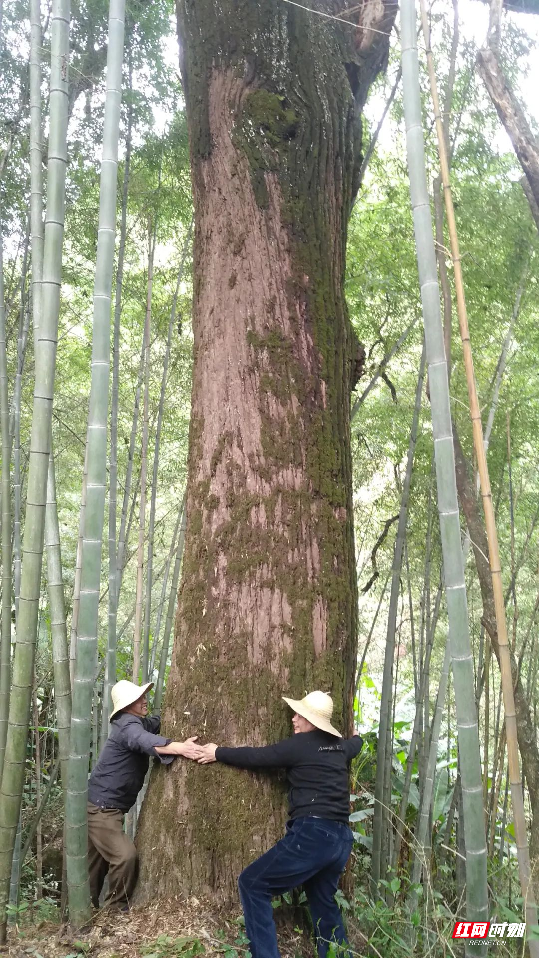 桂东发现一高50米“拐枣王”