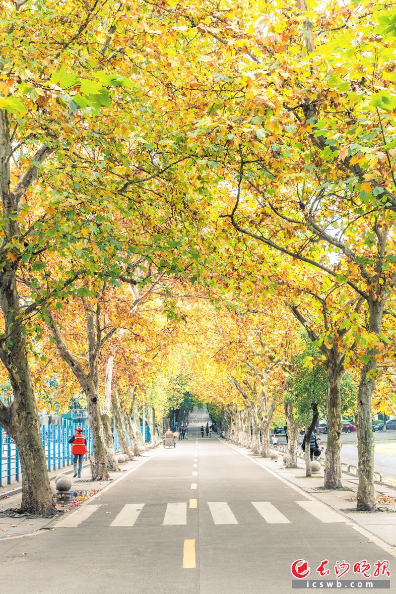 　　中南大学