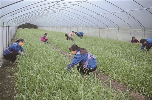 桂东县：企业进山村 蔬菜基地促就业