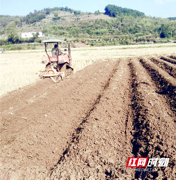 新宁县高桥镇：清水村烤烟翻耕起垄掀热潮_邵商网