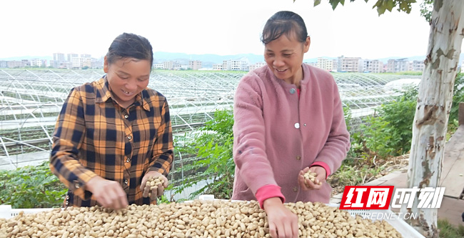 黑花生6 - 副本.jpg 黑花生6 - 副本.jpg