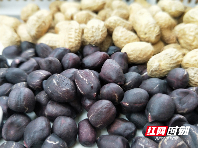 黑花生1 - 副本.jpg 黑花生1 - 副本.jpg