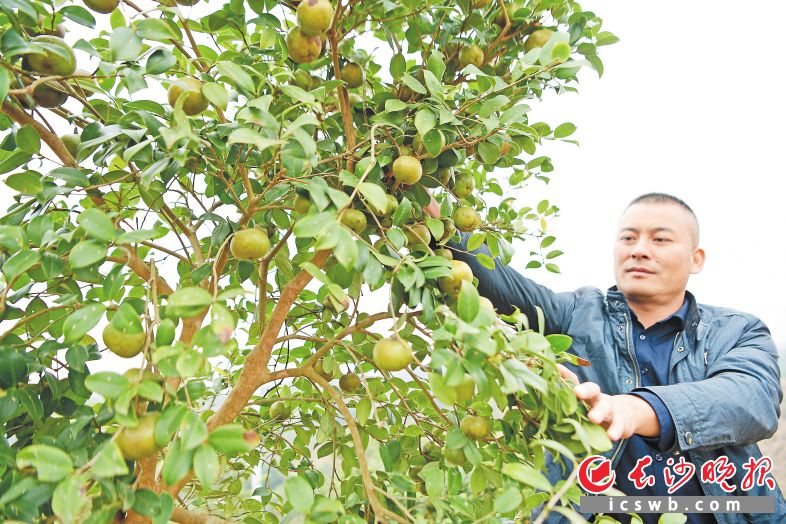 　　霜降时节，油茶树上硕果累累。今年，浏阳油茶迎来大丰收。长沙晚报通讯员 彭红霞 摄