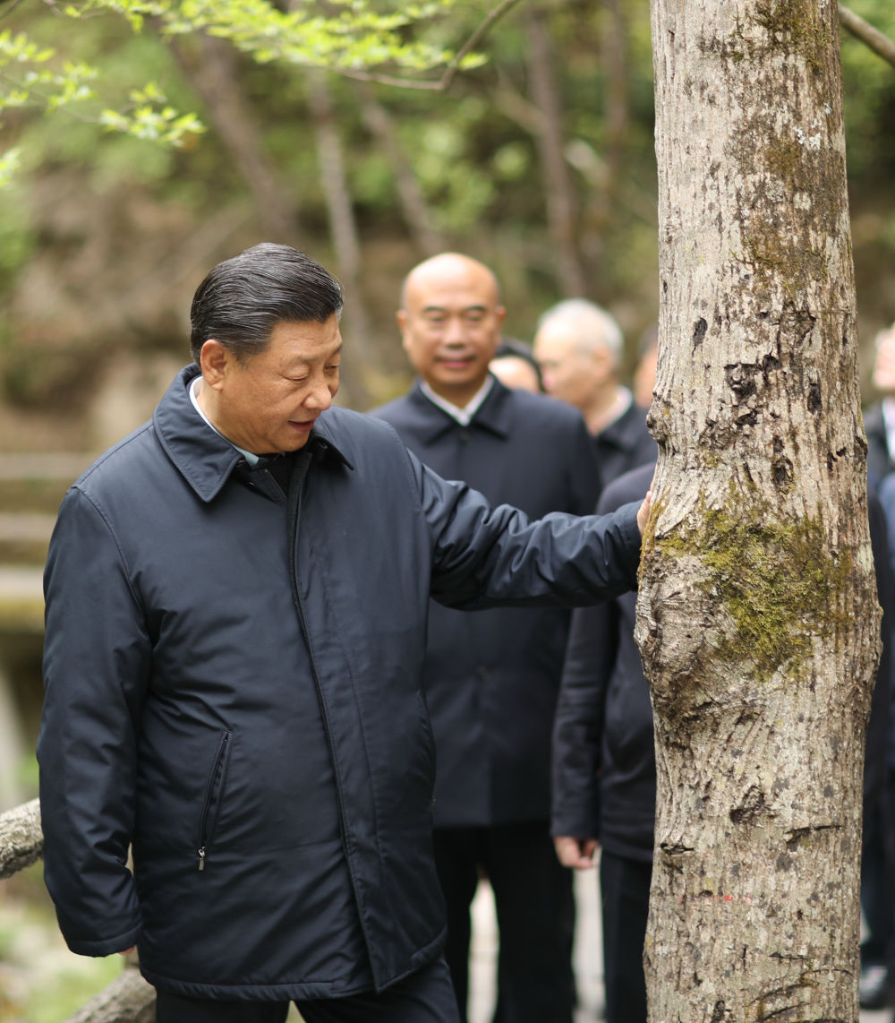 2020年4月20日至23日，习近平在陕西考察。这是4月20日，习近平在位于商洛市柞水县的秦岭牛背梁国家级自然保护区，考察秦岭生态保护情况。新华社记者 鞠鹏 摄