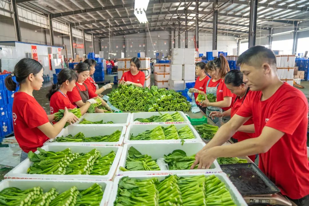 兴盛优选员工正在分拣新鲜蔬菜.