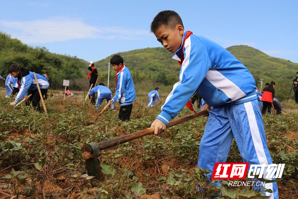 临武县六完小的“少年耕夫”正有模有样地挖红薯。.jpg