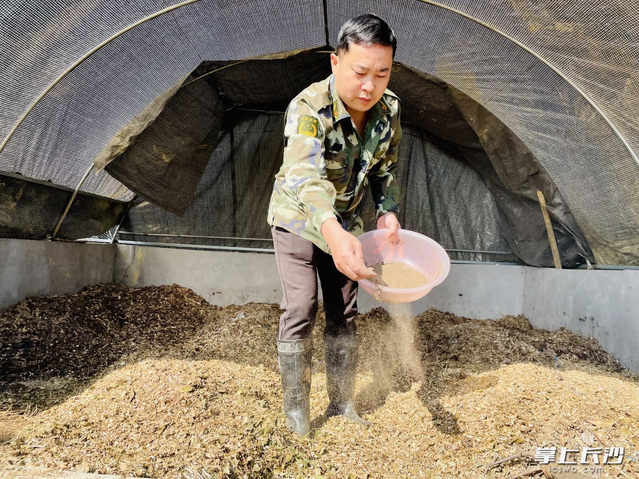 李德军在发酵池里给粉碎的秸秆废柴撒特殊菌丝，降解成有机肥。   均为长沙晚报全媒体记者李卓摄
